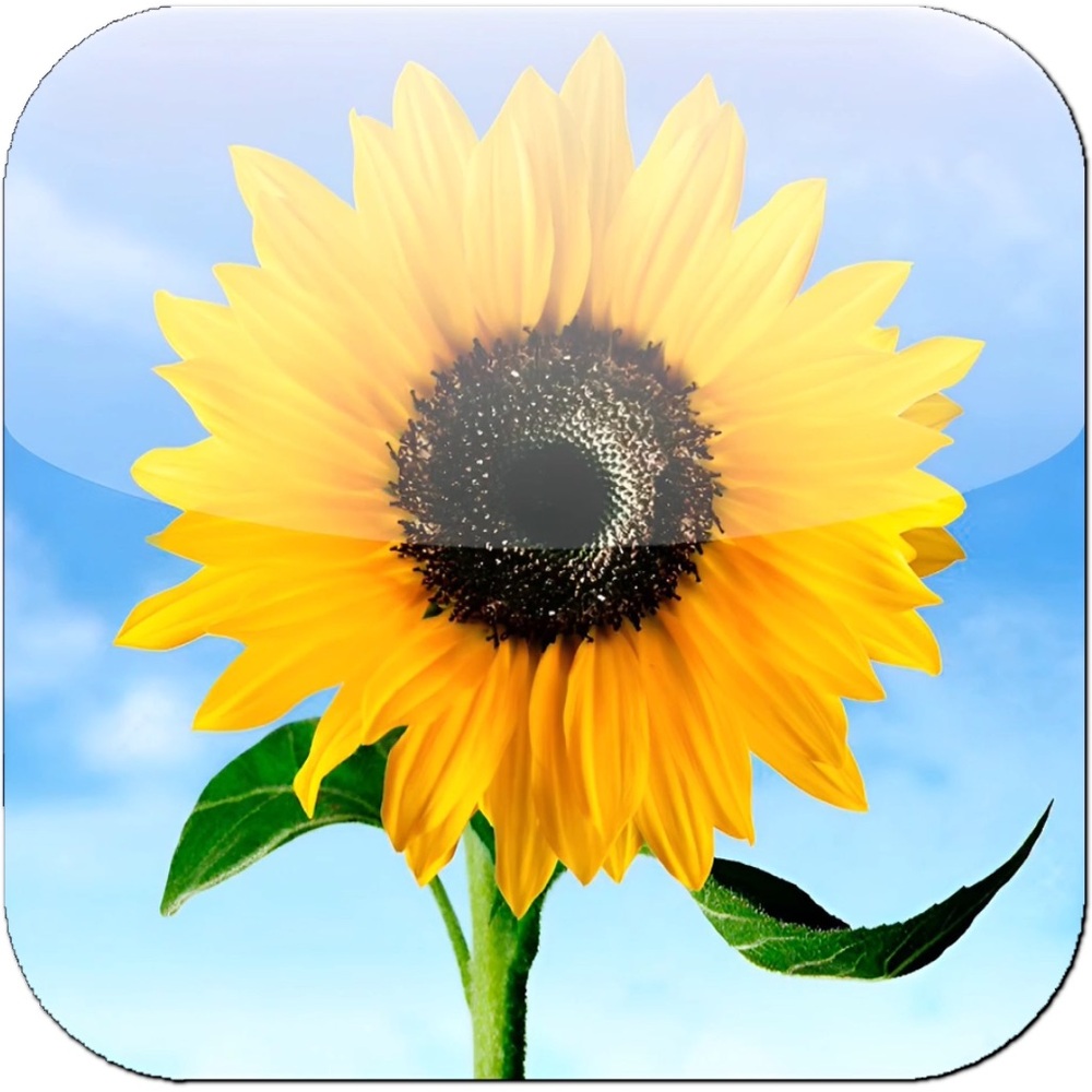 Vibrant Yellow Sunflower Wall Art Print